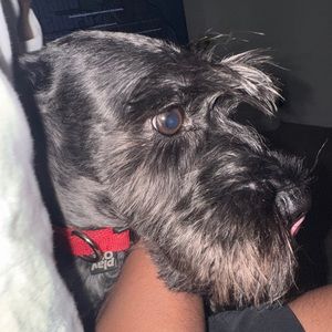 Meet your Posher, Dylan joel